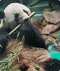Cute panda i saw